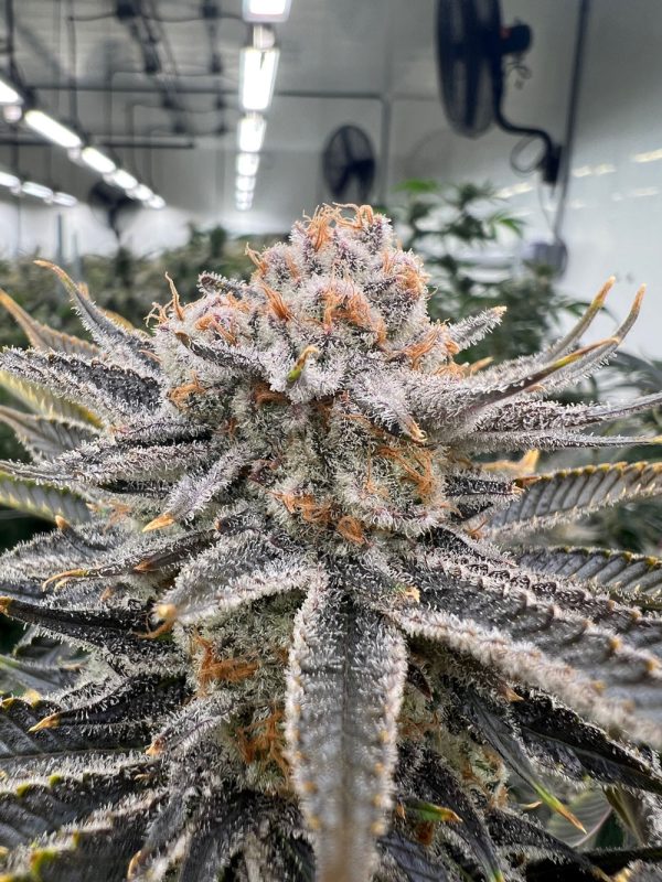 Jungle Cake - Image 2